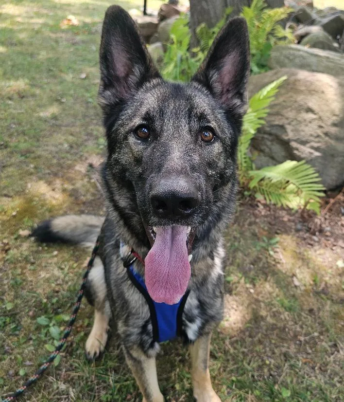 An adult large-sized male Black German Shepherd Dog dog named Ricky for adoption in Lapeer, MI