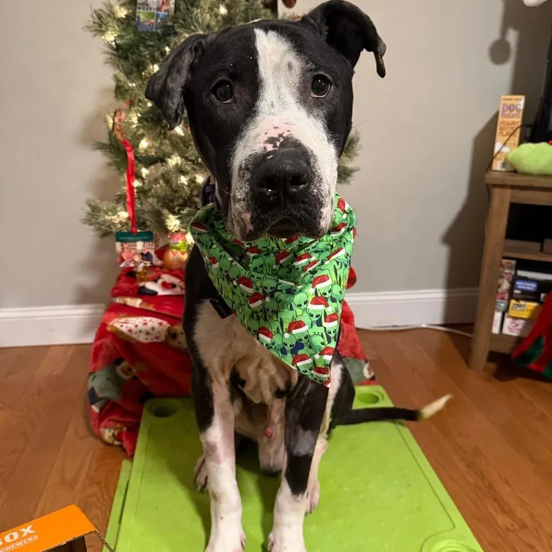 Neville Longbottom thumbnail 2