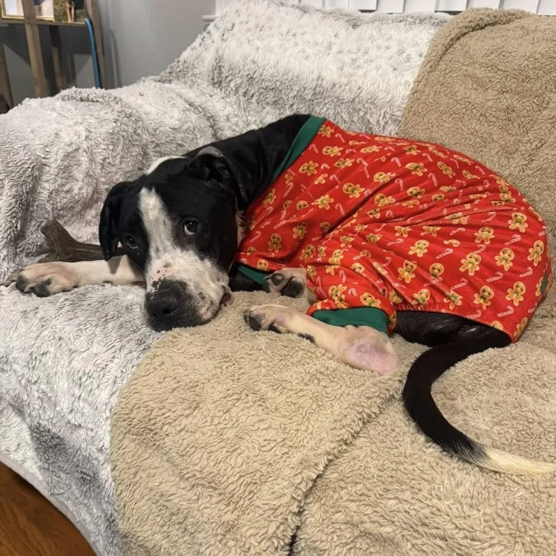 Neville Longbottom thumbnail 3