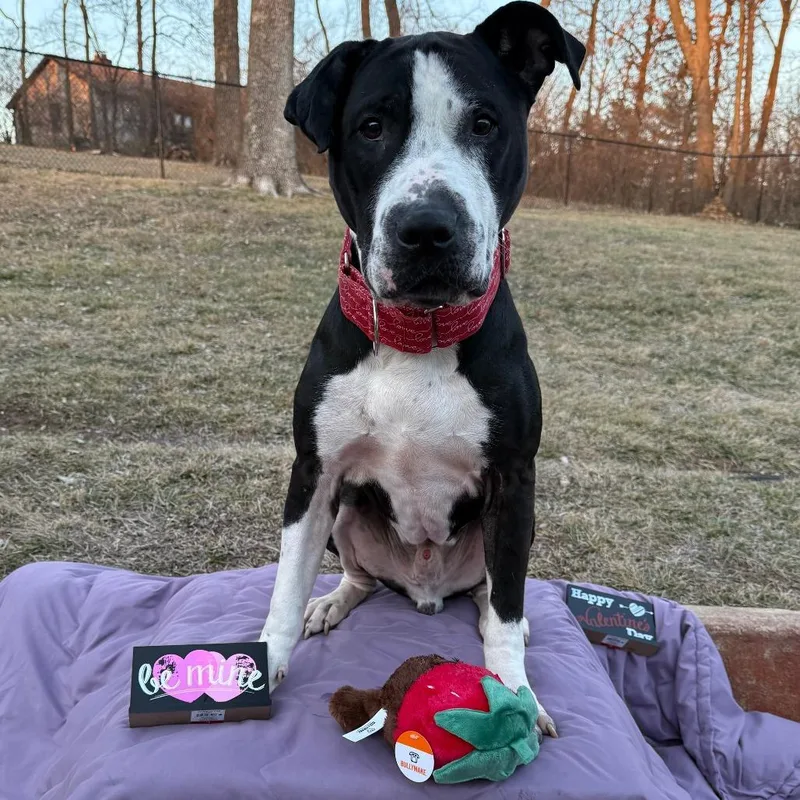 Neville Longbottom thumbnail 4