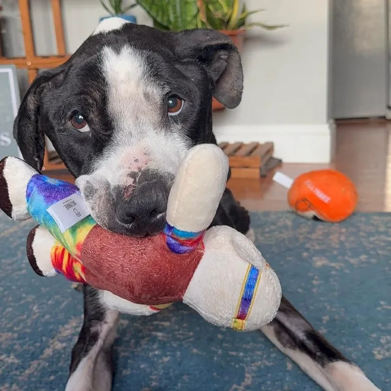 Neville Longbottom thumbnail 5