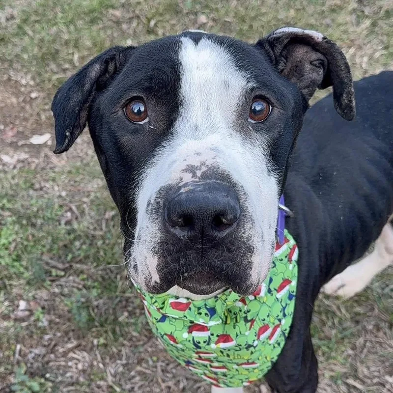 Neville Longbottom thumbnail 6