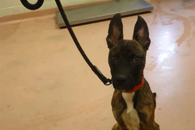 A young medium-sized male Mixed Breed dog named Theo for adoption in Columbia, SC