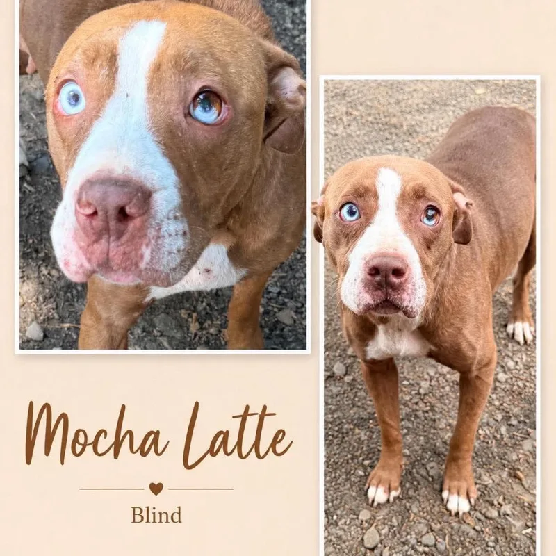 An adult medium-sized female Brown / Chocolate Terrier dog named Mocha Latte for adoption in Hackett, AR