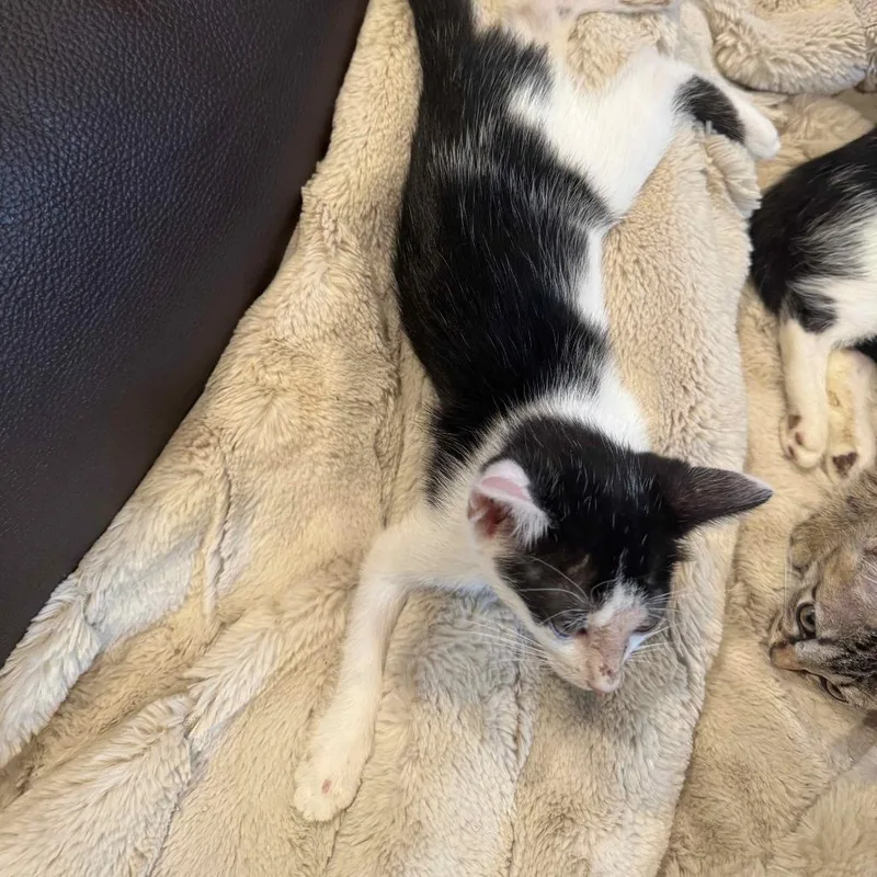 A baby small-sized female Black Domestic Short Hair cat named Timpani for adoption in Austin, TX