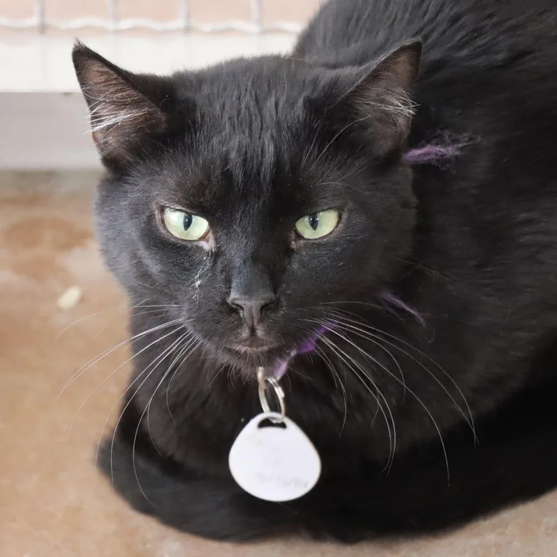 An adult small-sized female Black Domestic Short Hair cat named Asher for adoption in Tucson, AZ