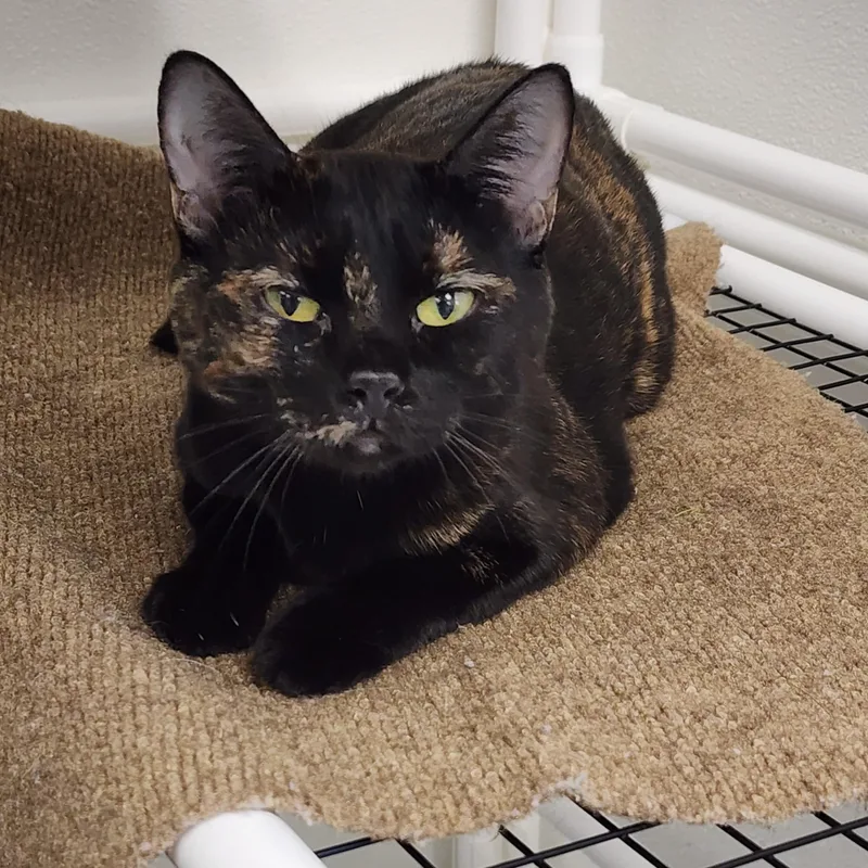 Tabitha