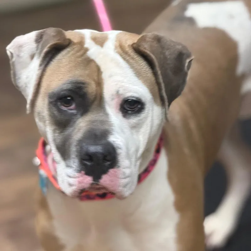 An adult medium-sized female Boxer dog named Sadie for adoption in Owosso, MI