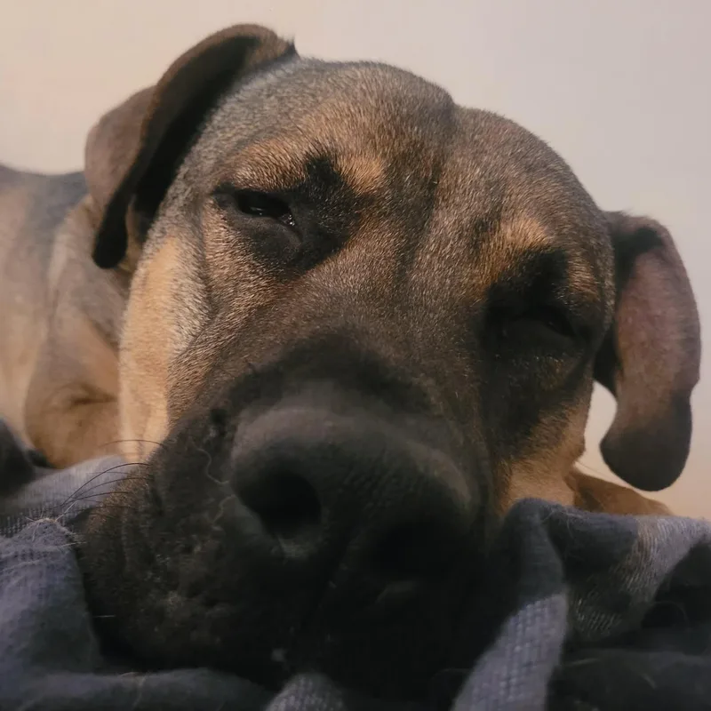 An adult large-sized male Yellow / Tan / Blond / Fawn Rottweiler dog named Benson for adoption in Santa Barbara, CA