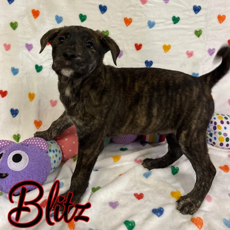 A baby large-sized male German Shepherd Dog dog named Blitz for adoption in Hillsboro, OH