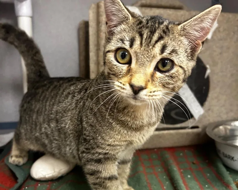 A baby small-sized female Tabby (Brown / Chocolate) Domestic Short Hair cat named Nina for adoption in Raleigh, NC