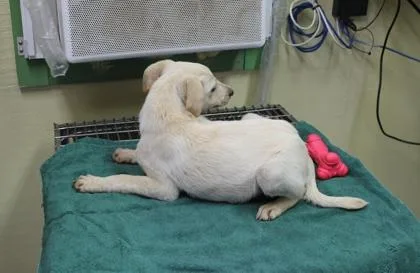 A baby large-sized male Labrador Retriever dog named Yetti for adoption in Picayune, MS
