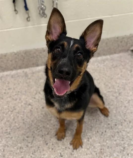 A young medium-sized female German Shepherd Dog dog named Primrose for adoption in Brighton, CO