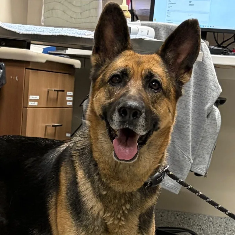 An adult large-sized female Black German Shepherd Dog named Layla for adoption in Reno, NV