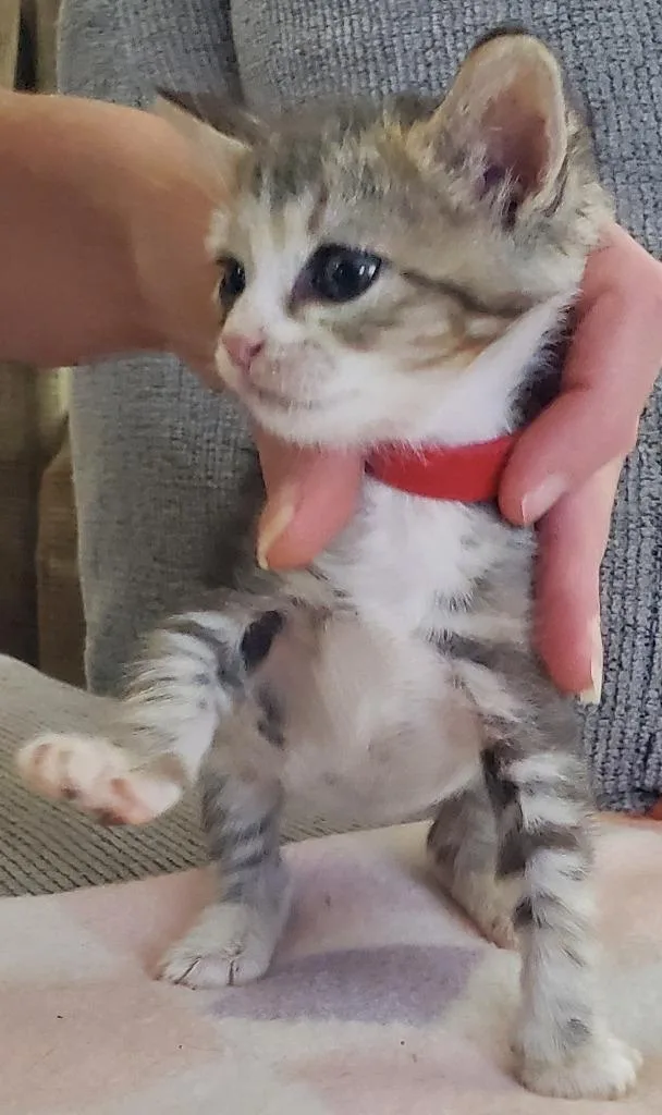 A baby small-sized male Domestic Short Hair cat named Dante for adoption in HUNTINGTON BEACH, CA