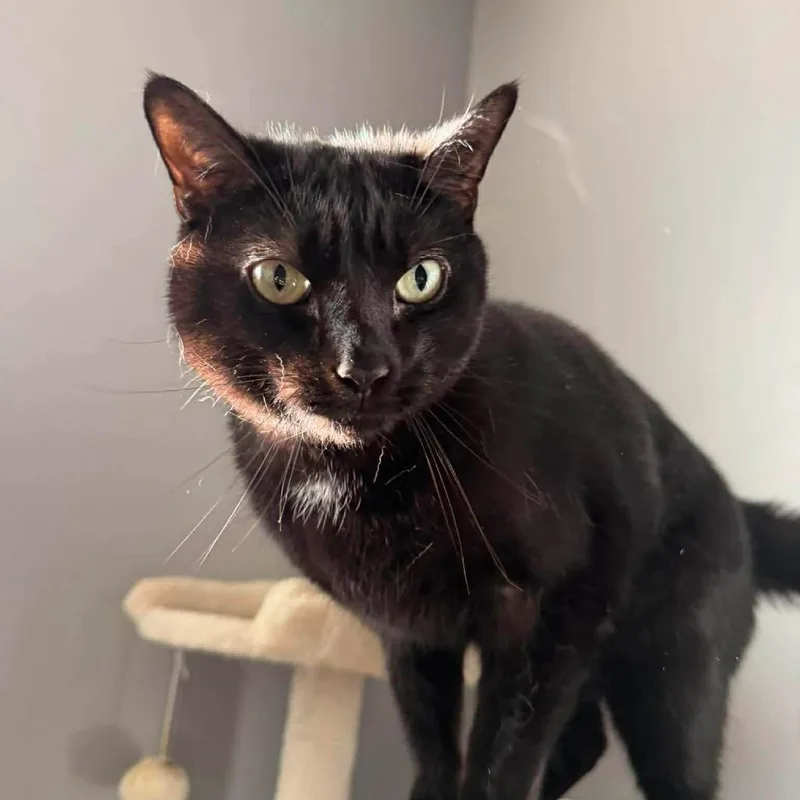 An adult small-sized male Black Domestic Short Hair cat named Loki for adoption in Johnstown, PA