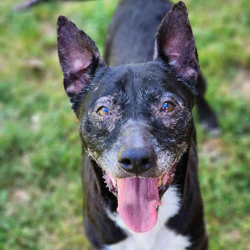 A senior medium-sized female Black Terrier dog named Princess for adoption in Montgomery, AL