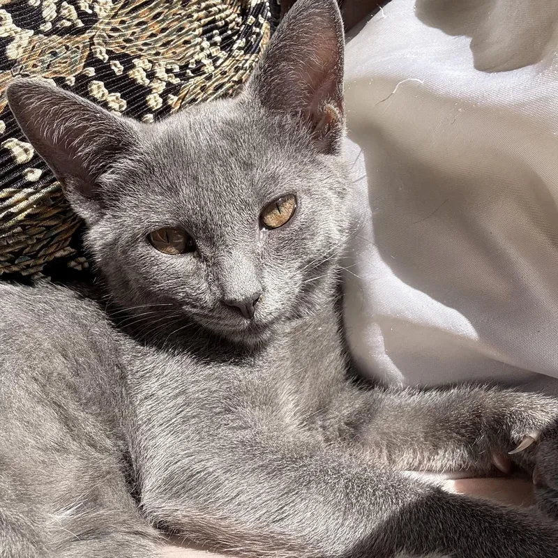 A baby small-sized female Gray / Blue / Silver Domestic Short Hair cat named Foggy London for adoption in Richmond, VA