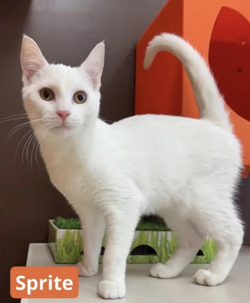 A young medium-sized female White Domestic Short Hair cat named Sprite for adoption in North Haven, CT