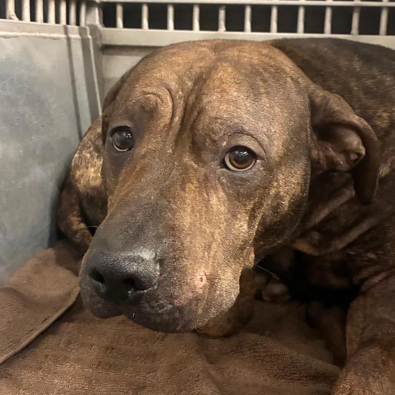 A young large-sized male Brindle Pit Bull Terrier dog named Franklin King for adoption in Abilene, TX