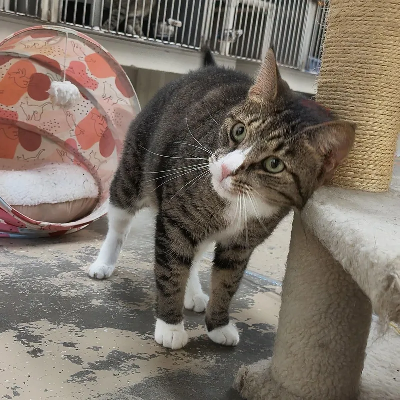 An adult large-sized male Tabby (Brown / Chocolate) Domestic Short Hair cat named Leo for adoption in Saint Marys, PA