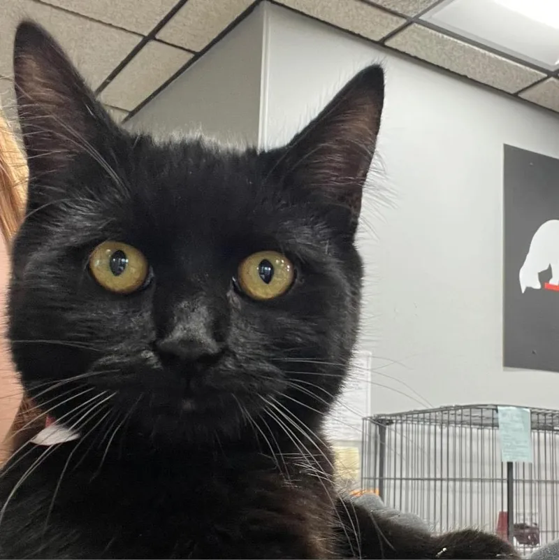 An adult medium-sized female Black Domestic Short Hair cat named Molly for adoption in Hamburg, NY