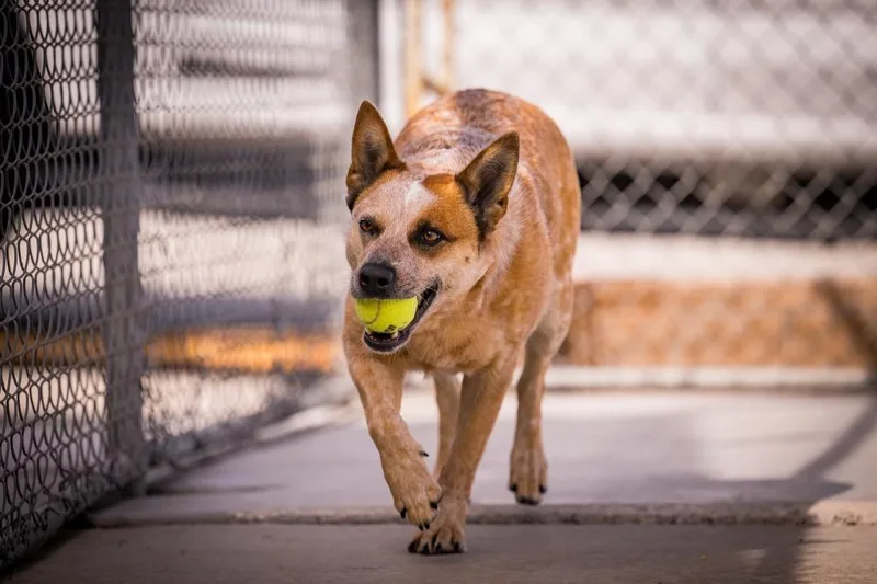 A young medium-sized female Australian Cattle Dog / Blue Heeler dog named Kisses for adoption in Twentynine Palms, CA