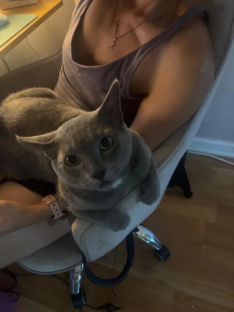 An adult medium-sized male Gray / Blue / Silver Domestic Short Hair cat named Lennox for adoption in Harrisburg, PA