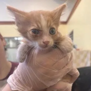 A baby small-sized male Orange / Red Domestic Short Hair cat named Cherax for adoption in Lynchburg, VA