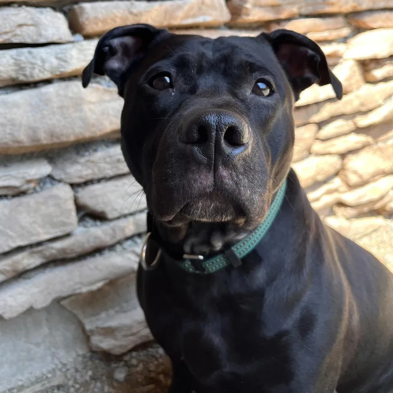 An adult medium-sized female Mixed Breed dog named Stormee for adoption in Fairport, NY