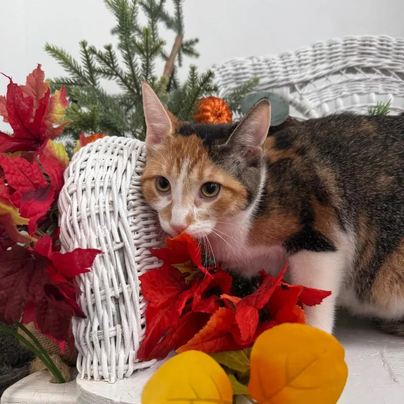 A baby small-sized female Torbie Domestic Short Hair cat named San Marina for adoption in Eaton Rapids, MI