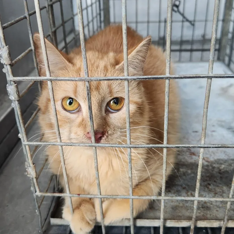 Blue Jay thumbnail 2