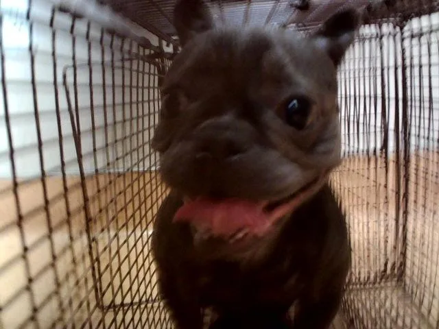 An adult small-sized female French Bulldog dog named Tina Belcher for adoption in Martinez, CA