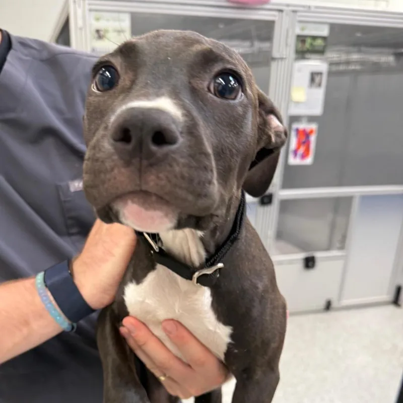 A baby small-sized male Gray / Blue / Silver Mixed Breed dog named Zuko for adoption in Mentor, OH