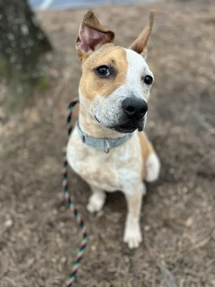 Chicken Little thumbnail 3