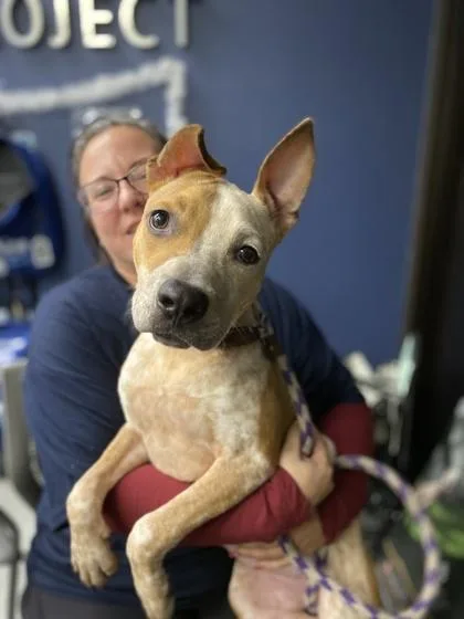 Chicken Little thumbnail 4