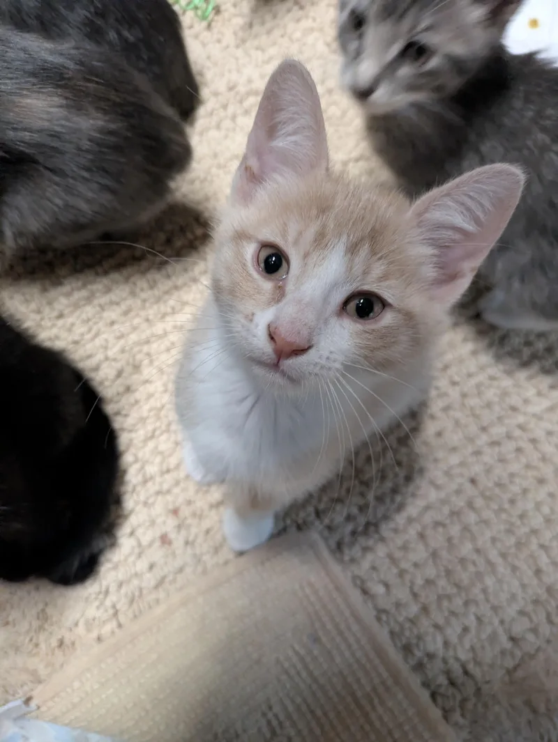 A baby medium-sized male Buff & White American Shorthair cat named Clover for adoption in Montclair, NJ