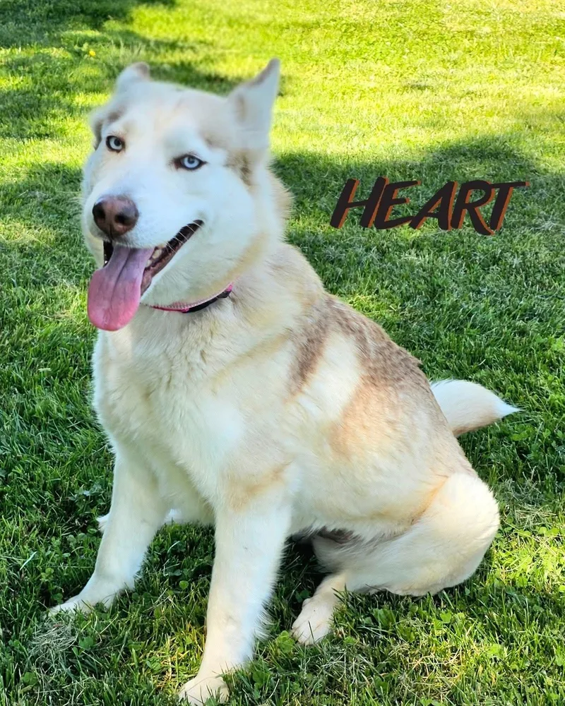 An adult large-sized female Siberian Husky dog named Athena & Iris for adoption in Millersville, MD