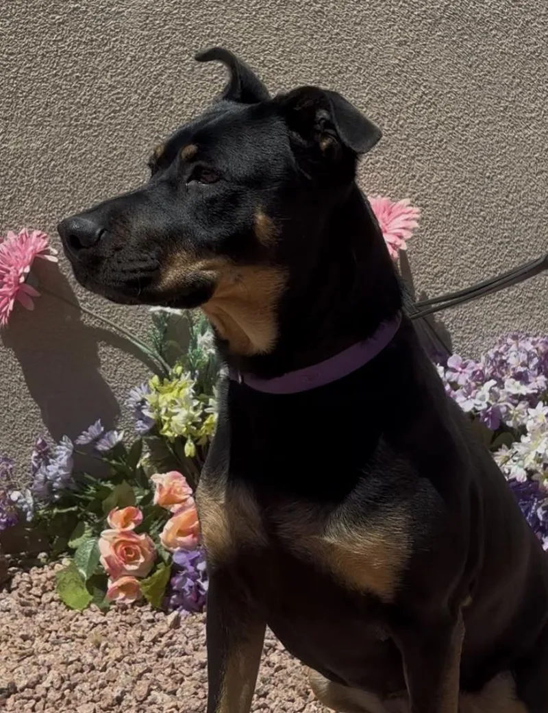 An adult medium-sized female Black Australian Shepherd dog named Kuma for adoption in Payson, AZ