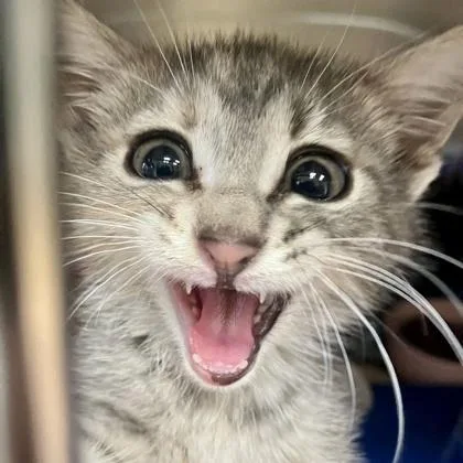 A baby small-sized female Domestic Short Hair cat named Little Bird for adoption in Burlington, WA