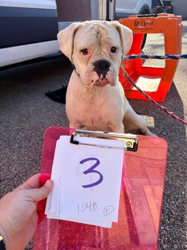 An adult large-sized female Boxer dog named Cincy Brazil for adoption in Monticello, NY