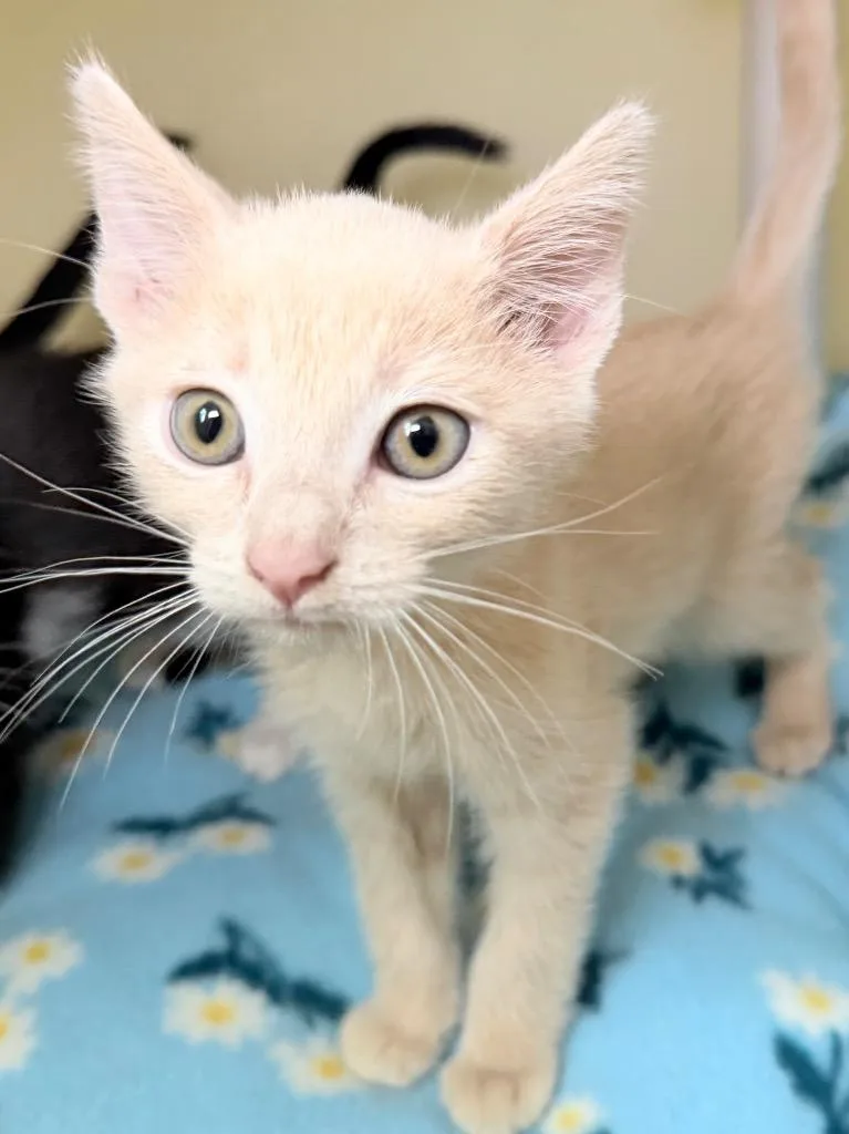 A baby medium-sized male Domestic Short Hair cat named Eraser for adoption in Menomonie, WI