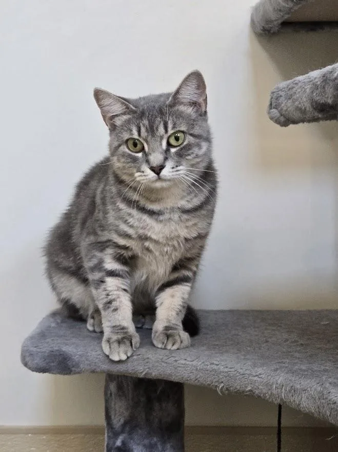 A young medium-sized female Tabby (Gray / Blue / Silver) Domestic Short Hair cat named Mrs. Gabor for adoption in New Rochelle, NY