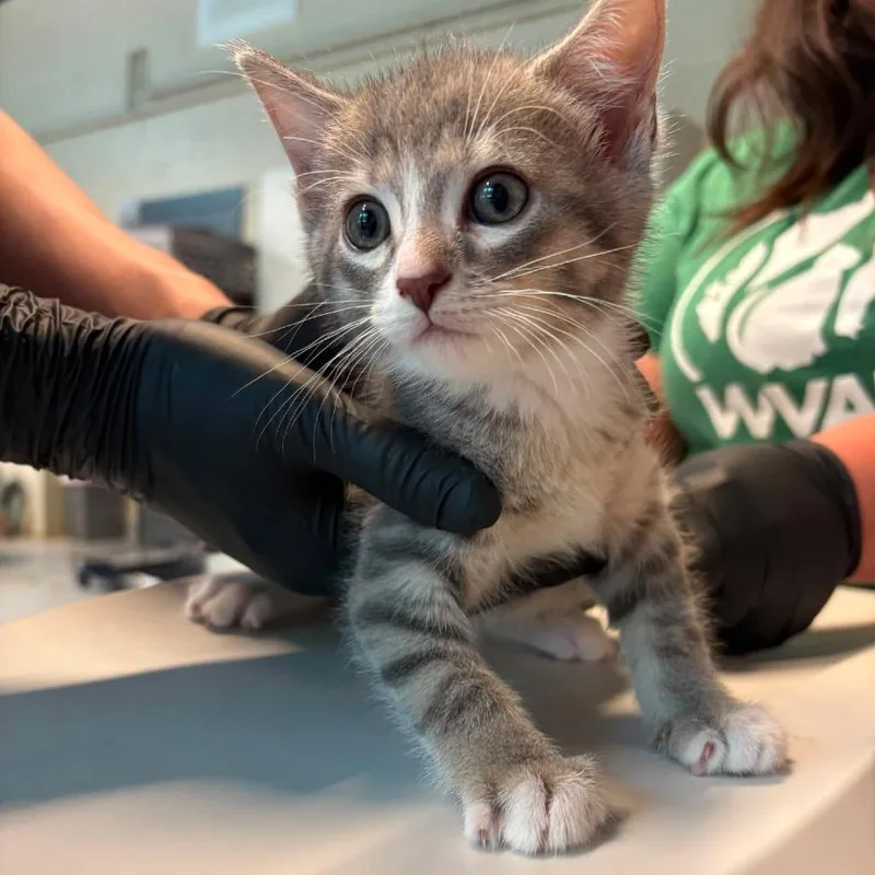 A baby small-sized male Gray / Blue / Silver Domestic Short Hair cat named Droney for adoption in Huntington, WV