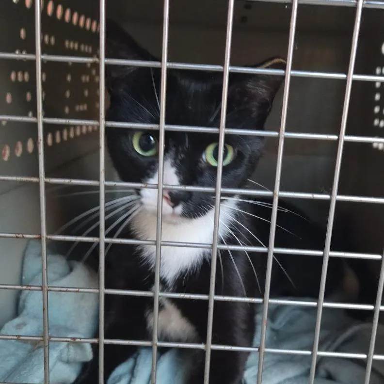 An adult medium-sized female Black Domestic Short Hair cat named Mitski for adoption in South Elgin, IL