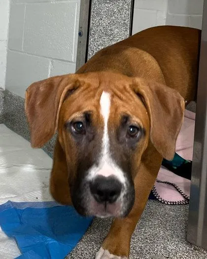 A baby large-sized female Labrador Retriever dog named Kayak for adoption in Elmira, NY