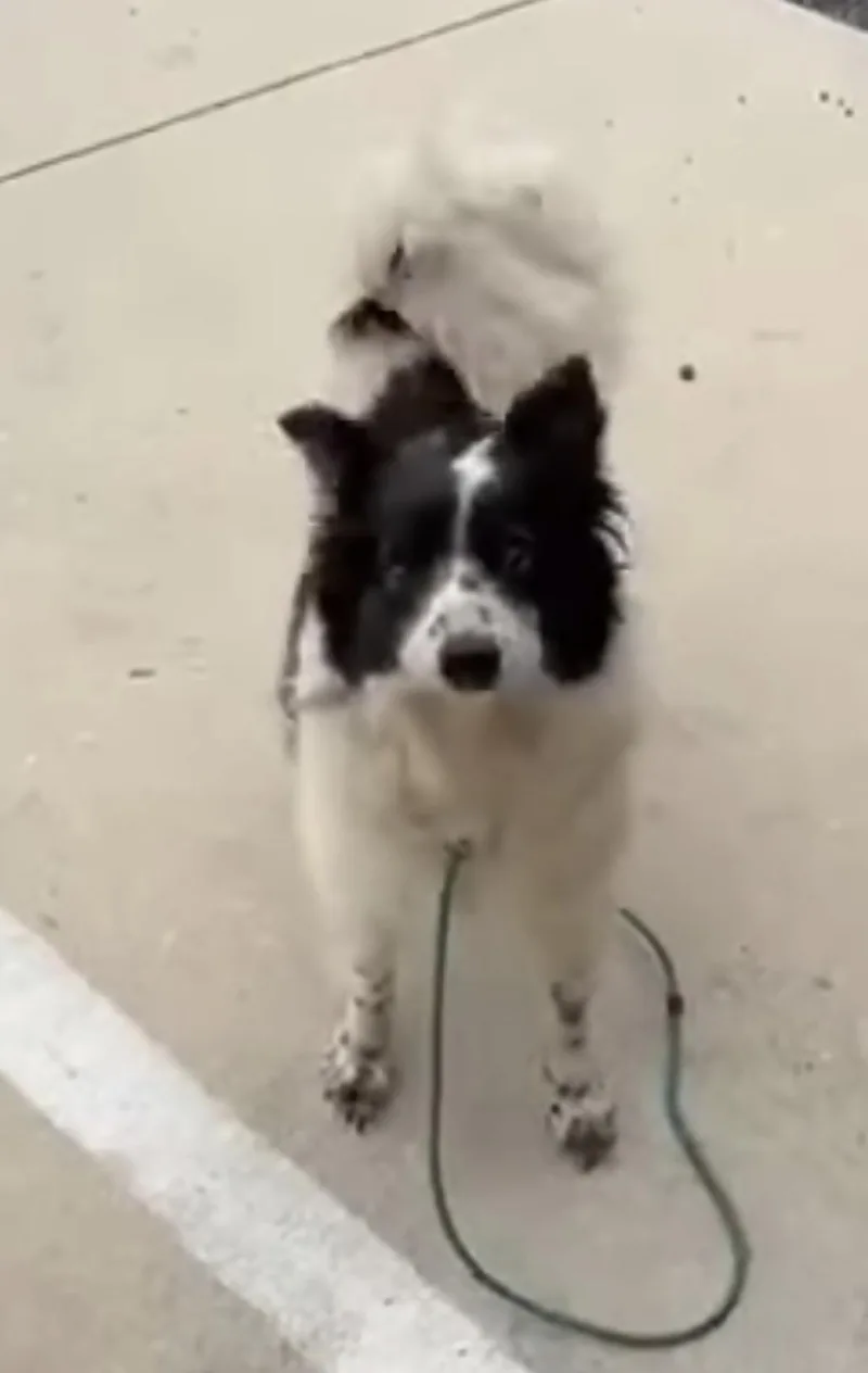 Ella