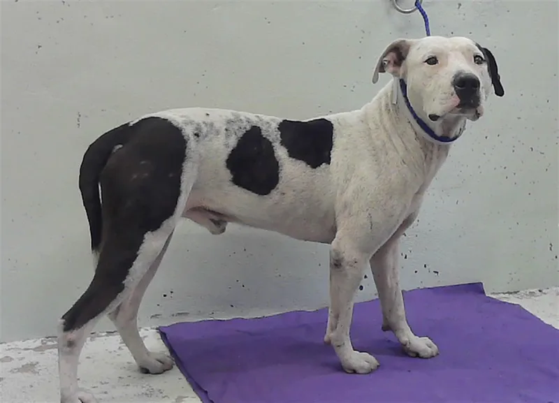 An adult large-sized male Staffordshire Bull Terrier dog named Brick for adoption in Houston, TX