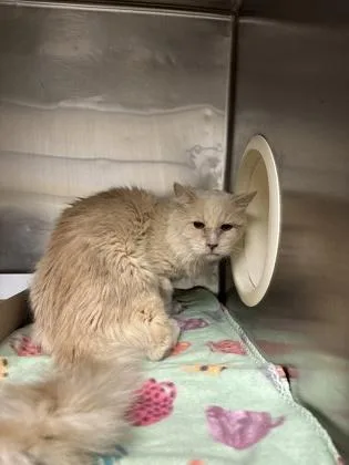 An adult small-sized male Buff / Tan / Fawn Domestic Long Hair cat named Raymond for adoption in El Paso, TX