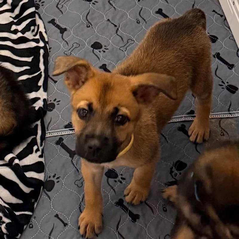 A baby small-sized female Brown / Chocolate Shepherd dog named Rey for adoption in Saint John, IN
